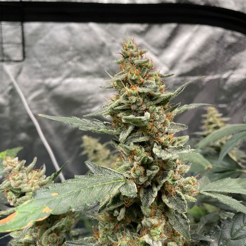 Moby dick XXL  [auto] growlog timeline photo