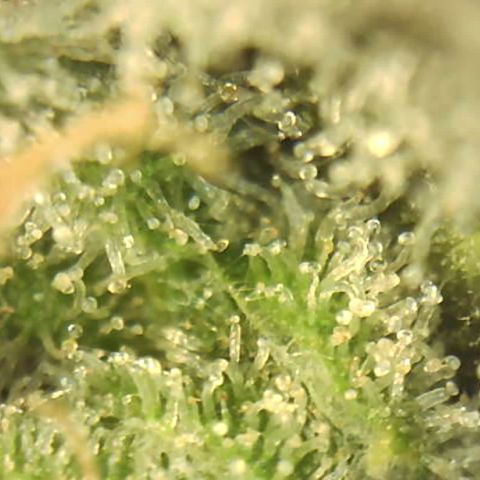Moby dick XXL  [auto] growlog timeline photo