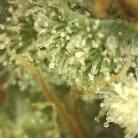 Moby dick XXL  [auto] growlog timeline photo