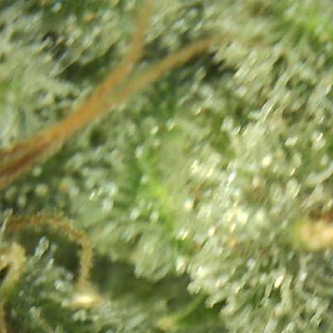 Moby dick XXL  [auto] growlog timeline photo