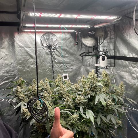 Moby dick XXL  [auto] growlog timeline photo
