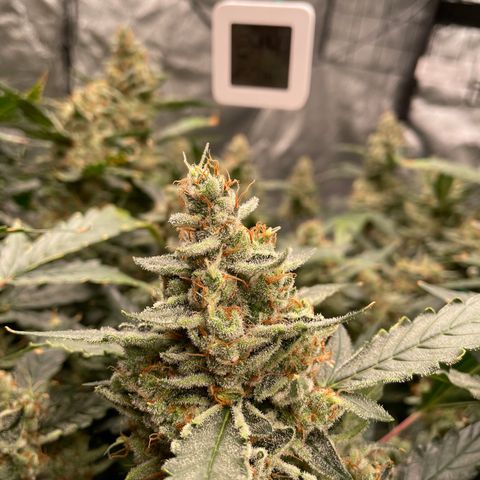 Moby dick XXL  [auto] growlog timeline photo
