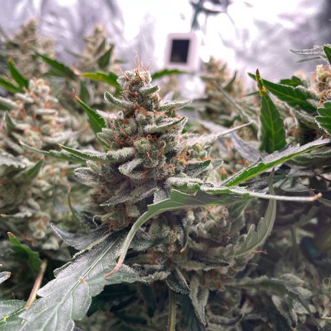 Moby dick XXL  [auto] growlog timeline photo