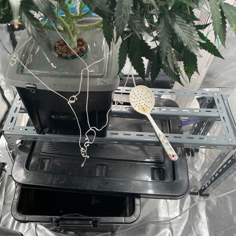 Moby dick XXL  [auto] growlog timeline photo