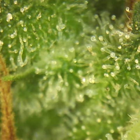 Moby dick XXL  [auto] growlog timeline photo