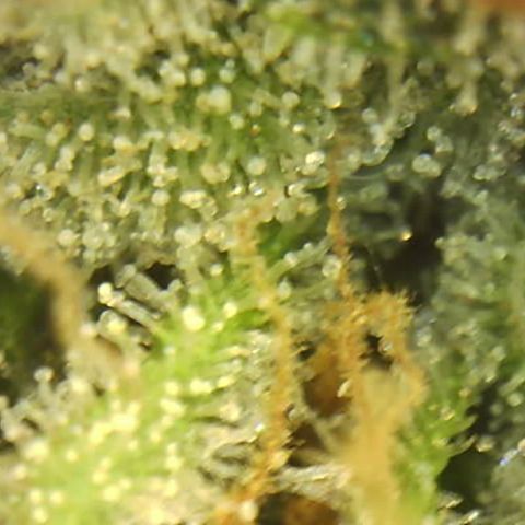 Moby dick XXL  [auto] growlog timeline photo