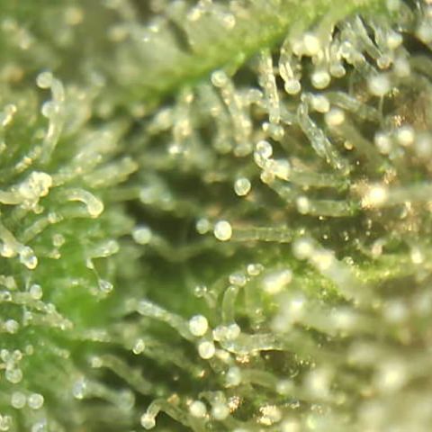 Moby dick XXL  [auto] growlog timeline photo