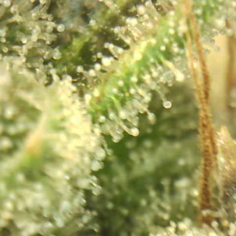 Moby dick XXL  [auto] growlog timeline photo