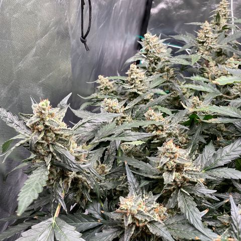 Moby dick XXL  [auto] growlog timeline photo