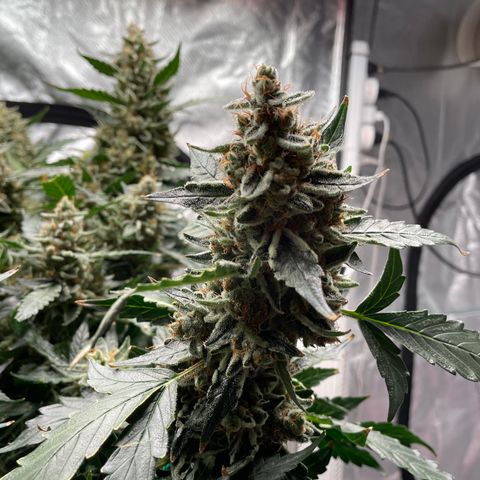 Moby dick XXL  [auto] growlog timeline photo