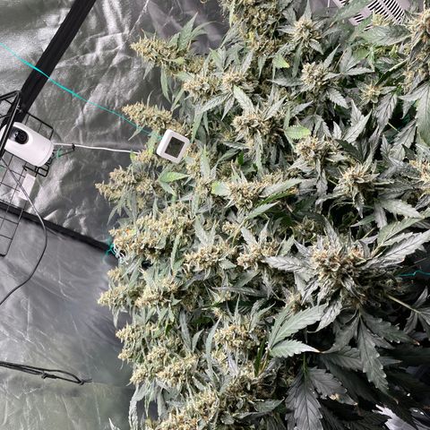 Moby dick XXL  [auto] growlog timeline photo
