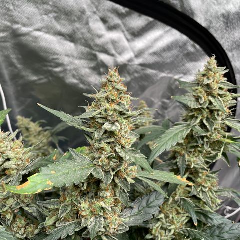 Moby dick XXL  [auto] growlog timeline photo