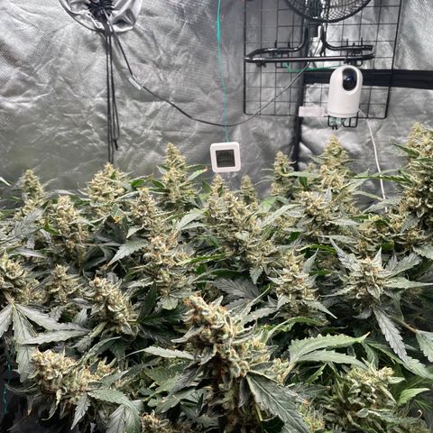 Moby dick XXL  [auto] growlog timeline photo