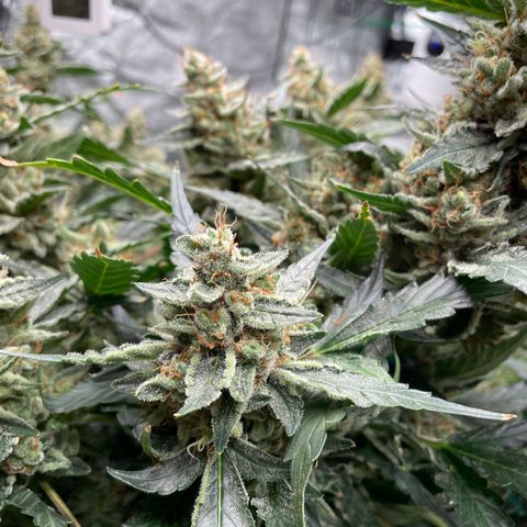 Moby dick XXL  [auto] growlog timeline photo