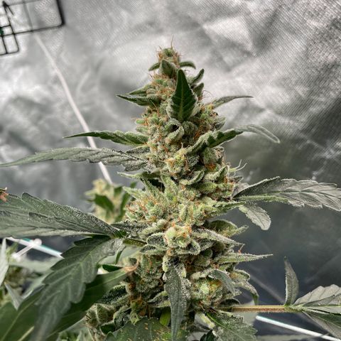 Moby dick XXL  [auto] growlog timeline photo