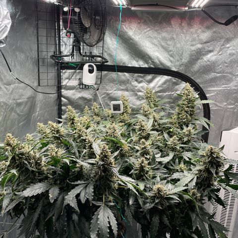 Moby dick XXL  [auto] growlog timeline photo