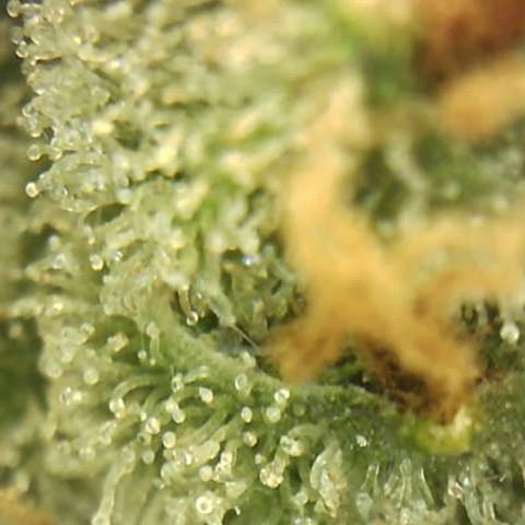 Moby dick XXL  [auto] growlog timeline photo