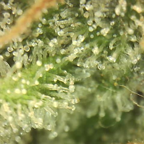 Moby dick XXL  [auto] growlog timeline photo