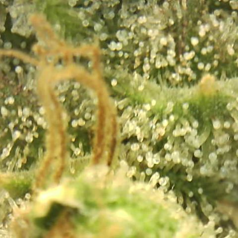 Moby dick XXL  [auto] growlog timeline photo