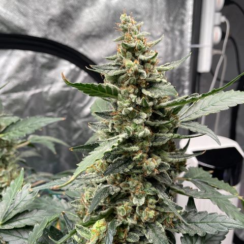 Moby dick XXL  [auto] growlog timeline photo