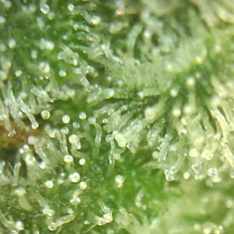 Moby dick XXL  [auto] growlog timeline photo