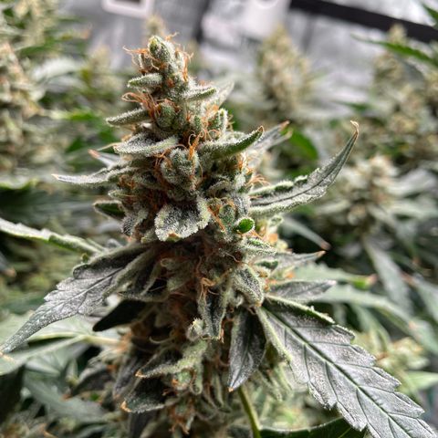 Moby dick XXL  [auto] growlog timeline photo