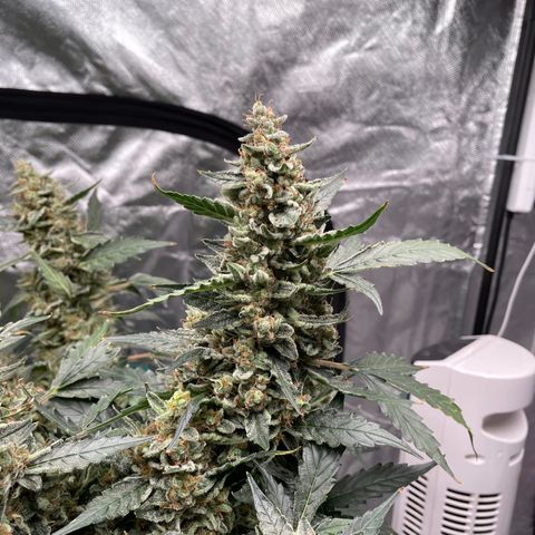 Moby dick XXL  [auto] growlog timeline photo