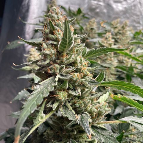 Moby dick XXL  [auto] growlog timeline photo