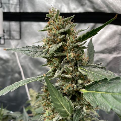 Moby dick XXL  [auto] growlog timeline photo