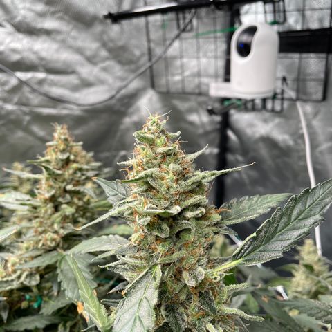 Moby dick XXL  [auto] growlog timeline photo
