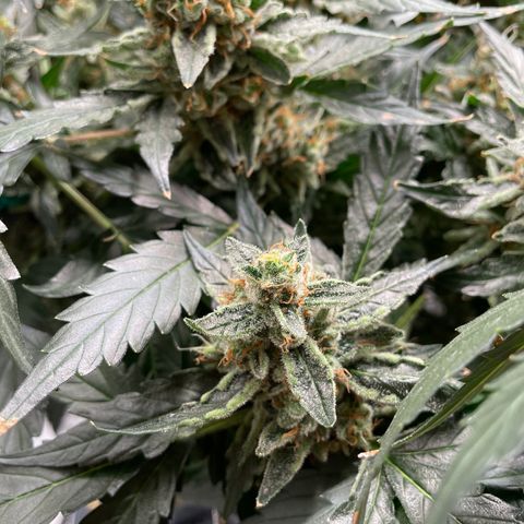 Moby dick XXL  [auto] growlog timeline photo