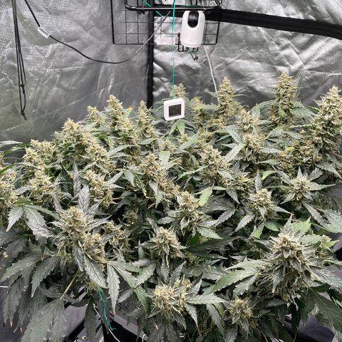 Moby dick XXL  [auto] growlog timeline photo