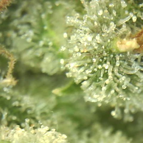 Moby dick XXL  [auto] growlog timeline photo