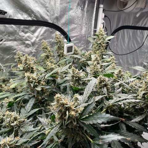 Moby dick XXL  [auto] growlog timeline photo