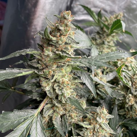 Moby dick XXL  [auto] growlog timeline photo