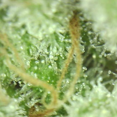 Moby dick XXL  [auto] growlog timeline photo