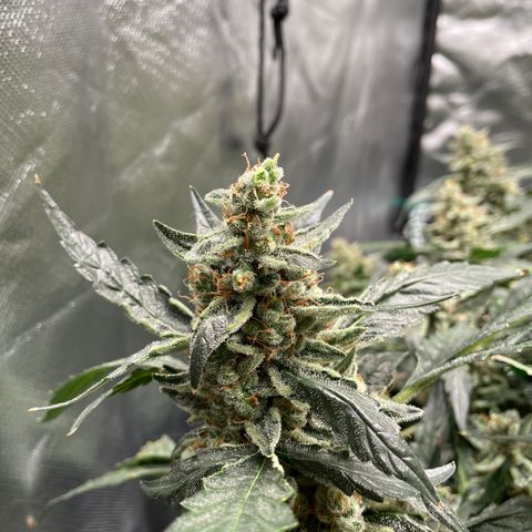 Moby dick XXL  [auto] growlog timeline photo