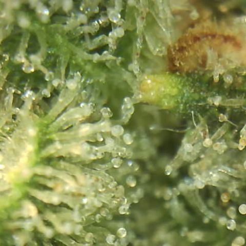 Moby dick XXL  [auto] growlog timeline photo