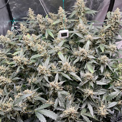 Moby dick XXL  [auto] growlog timeline photo