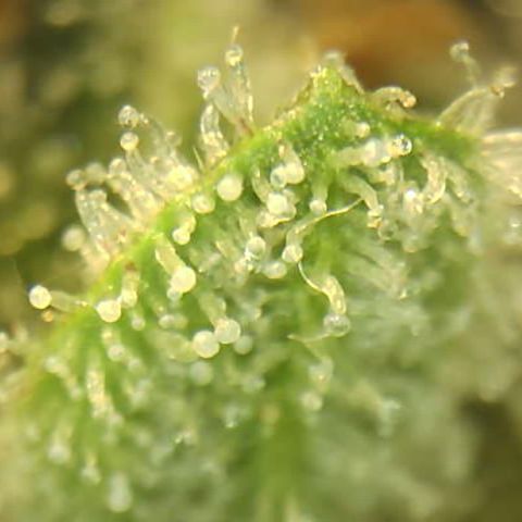Moby dick XXL  [auto] growlog timeline photo