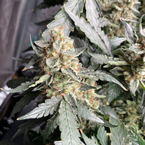 Moby dick XXL  [auto] growlog timeline photo