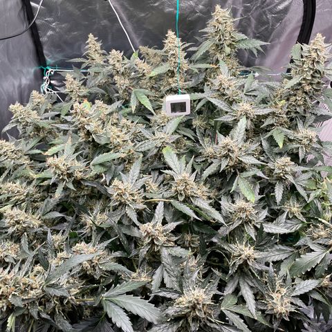 Moby dick XXL  [auto] growlog timeline photo