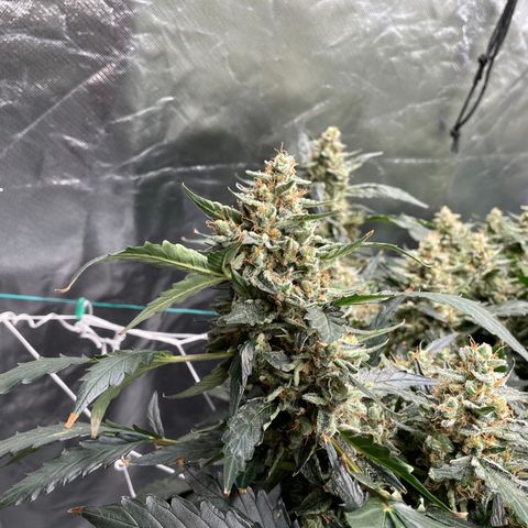 Moby dick XXL  [auto] growlog timeline photo