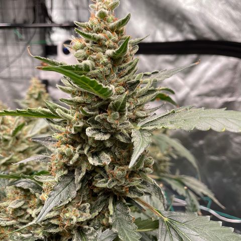 Moby dick XXL  [auto] growlog timeline photo