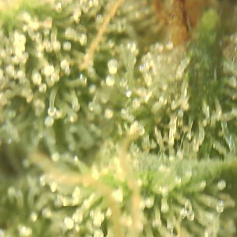 Moby dick XXL  [auto] growlog timeline photo