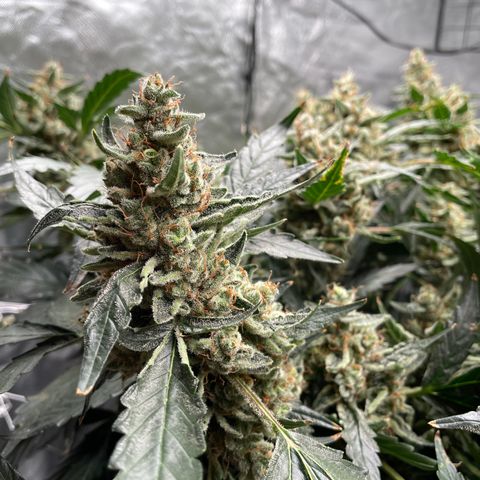 Moby dick XXL  [auto] growlog timeline photo