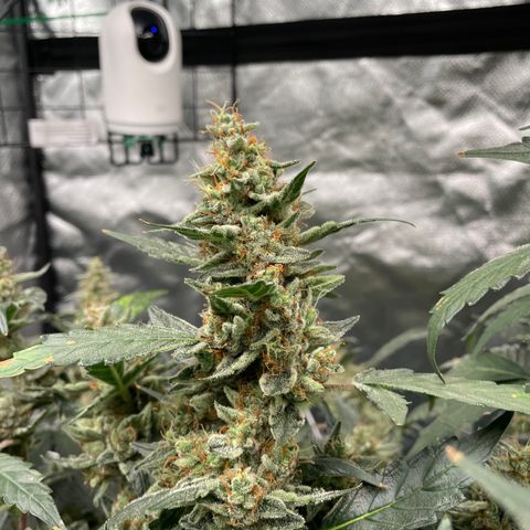 Moby dick XXL  [auto] growlog timeline photo