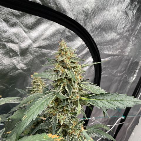 Moby dick XXL  [auto] growlog timeline photo