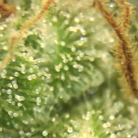 Moby dick XXL  [auto] growlog timeline photo