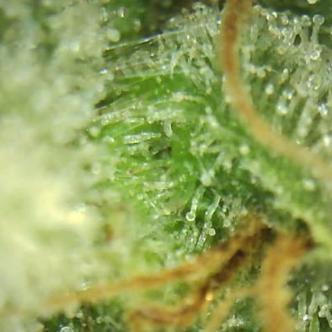 Moby dick XXL  [auto] growlog timeline photo